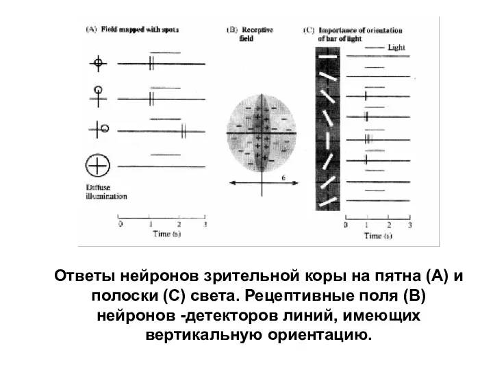 Ответы нейронов зрительной коры на пятна (А) и полоски (С) света. Рецептивные