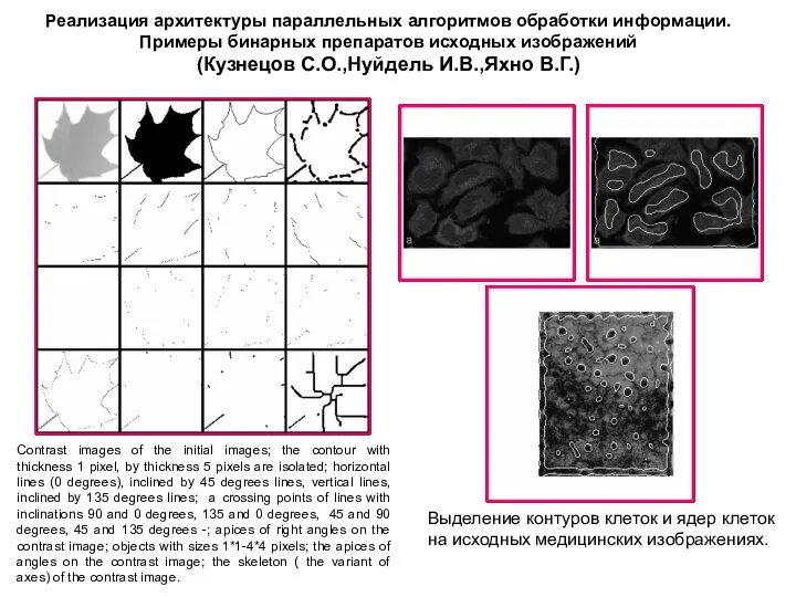 Реализация архитектуры параллельных алгоритмов обработки информации. Примеры бинарных препаратов исходных изображений (Кузнецов