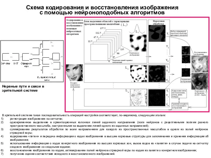 Схема кодирования и восстановления изображения с помощью нейроноподобных алгоритмов В зрительной системе