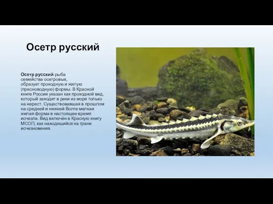 Осетр русский Осетр русский-рыба семейства осетровых, образует проходную и жилую (пресноводную) формы.