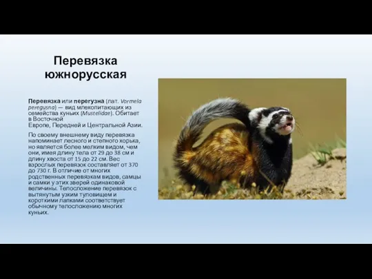 Перевязка южнорусская Перевязка или перегузна (лат. Vormela peregusna) — вид млекопитающих из