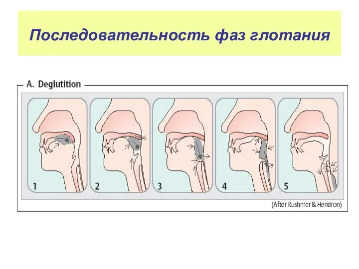 Последовательность фаз глотания