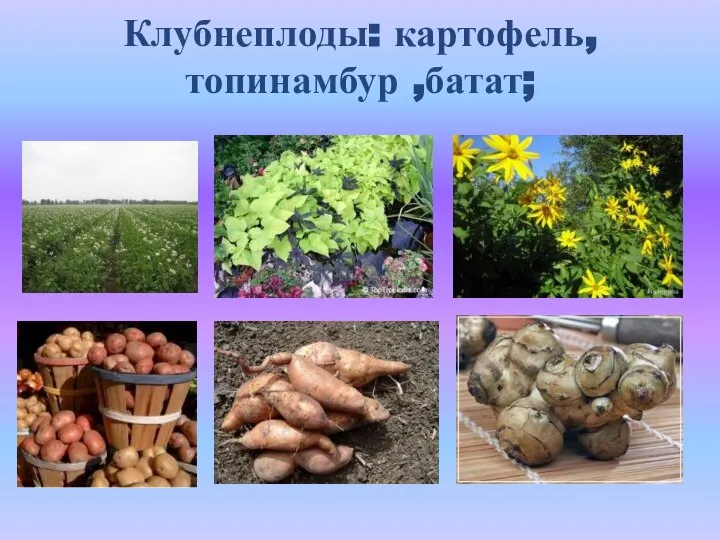 Клубнеплоды: картофель, топинамбур ,батат;