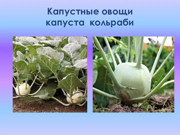 Капустные овощи капуста кольраби