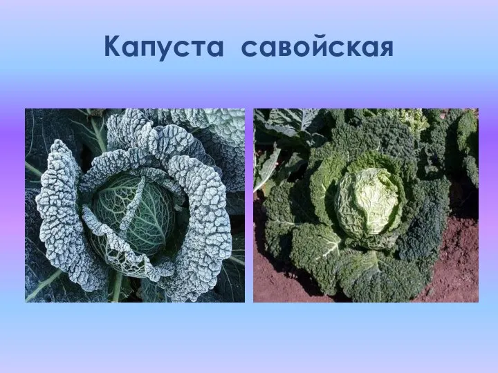 Капуста савойская