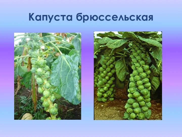 Капуста брюссельская