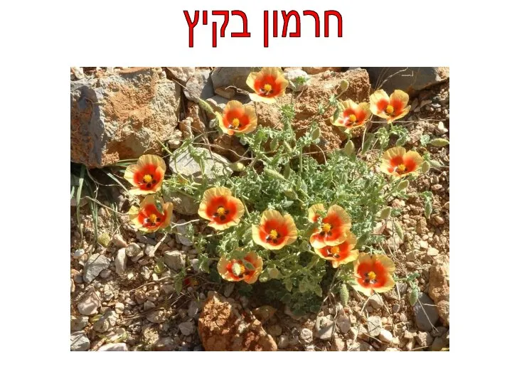 חרמון בקיץ