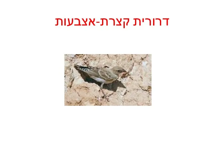 דרורית קצרת-אצבעות