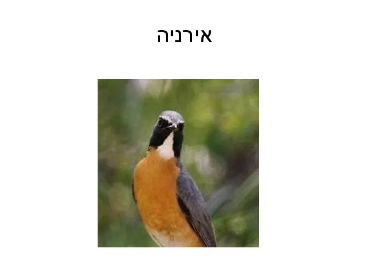 אירניה