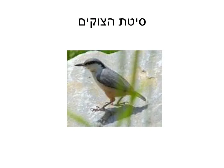 סיטת הצוקים