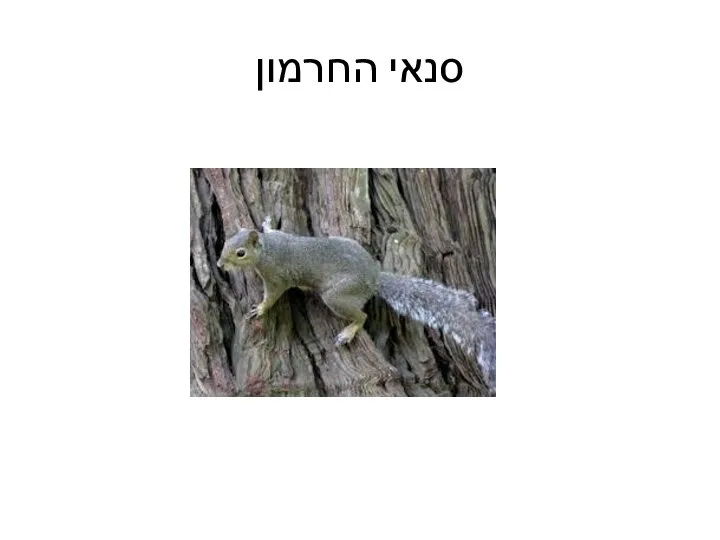 סנאי החרמון