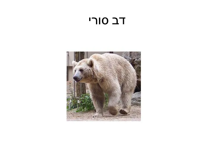 דב סורי