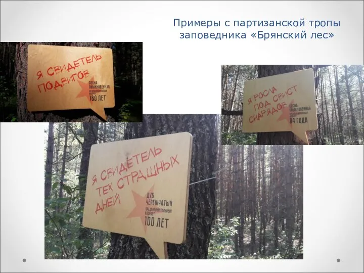 Примеры с партизанской тропы заповедника «Брянский лес»