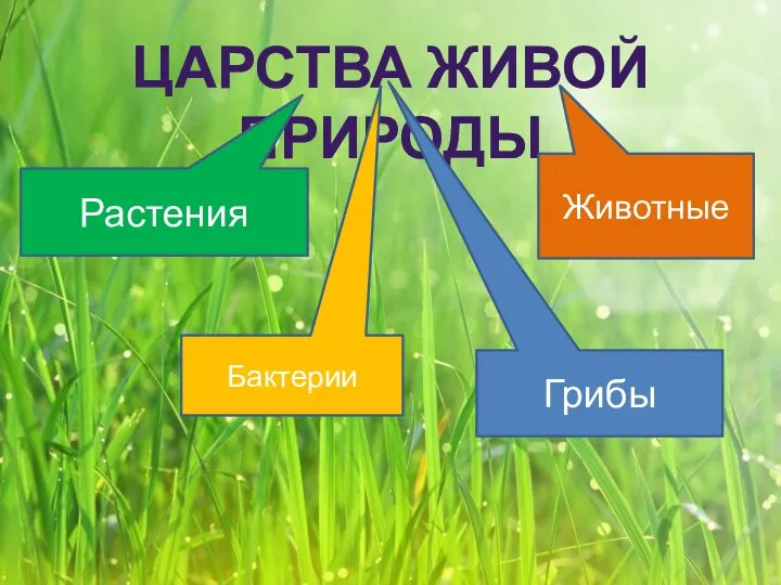 ЦАРСТВА ЖИВОЙ ПРИРОДЫ Растения Животные Грибы Бактерии