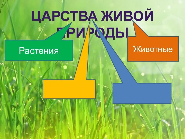 ЦАРСТВА ЖИВОЙ ПРИРОДЫ Растения Животные