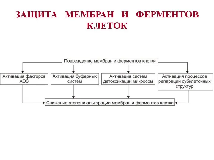 ЗАЩИТА МЕМБРАН И ФЕРМЕНТОВ КЛЕТОК