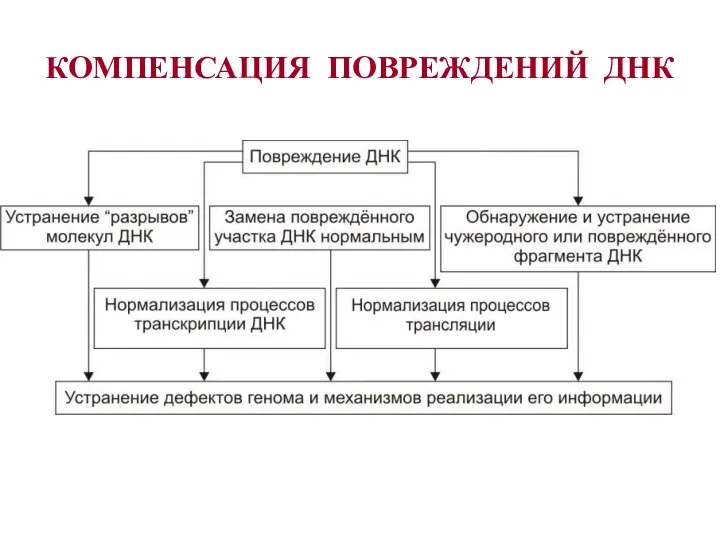 КОМПЕНСАЦИЯ ПОВРЕЖДЕНИЙ ДНК