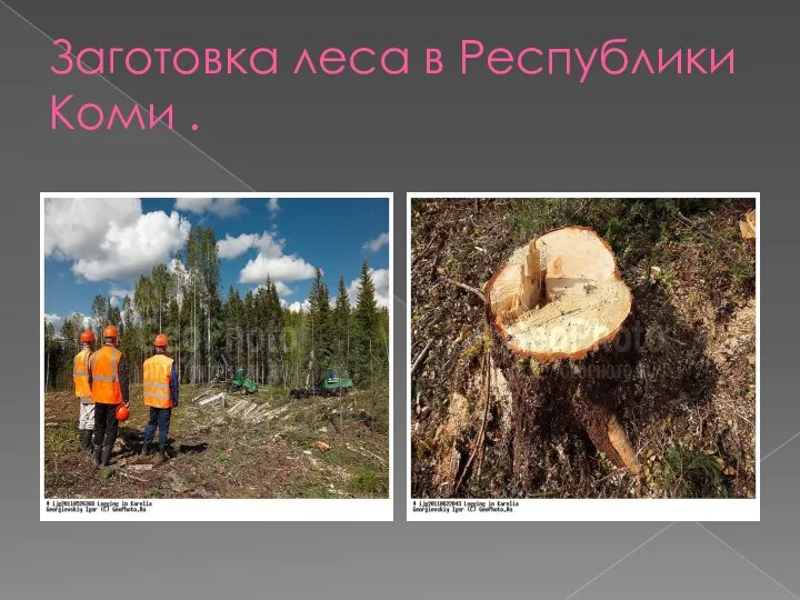 Заготовка леса в Республики Коми .