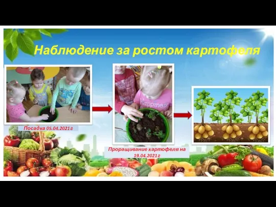 Наблюдение за ростом картофеля Посадка 05.04.2021г Проращивание картофеля на 19.04.2021г