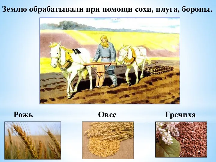 Землю обрабатывали при помощи сохи, плуга, бороны. Рожь Овес Гречиха гречиху