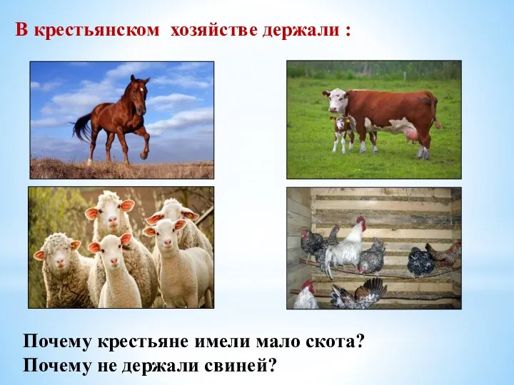 В крестьянском хозяйстве держали : Почему крестьяне имели мало скота? Почему не держали свиней?