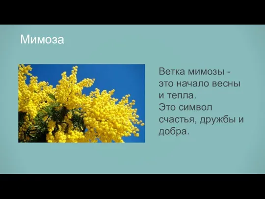 Мимоза Ветка мимозы - это начало весны и тепла. Это символ счастья, дружбы и добра.