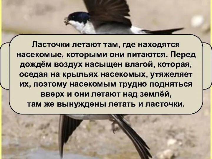 Ласточки летают над самой землёй – будет дождь. Всем известна эта народная