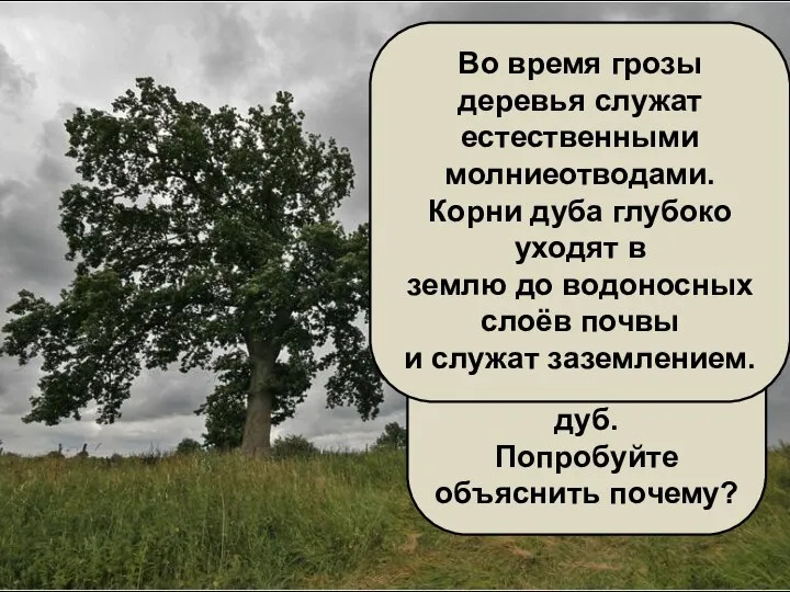 В грозу во время дождя и молнии нельзя прятаться под деревьями. Особенно