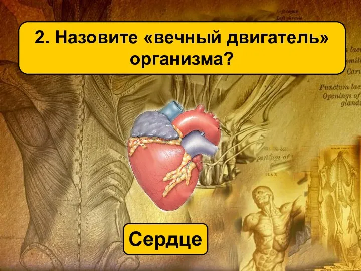 2. Назовите «вечный двигатель» организма? Сердце