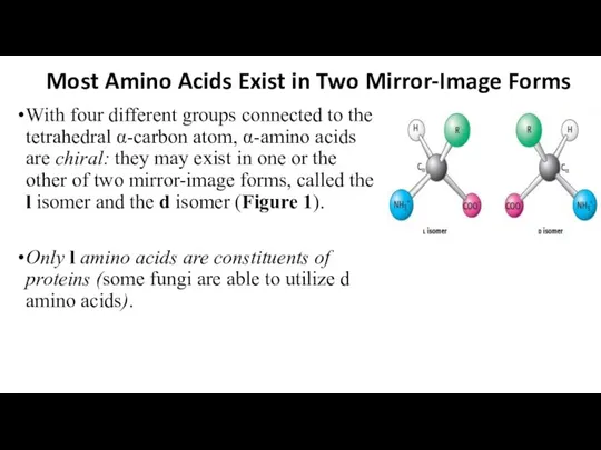 Most Amino Acids Exist in Two Mirror-Image Forms With four different groups