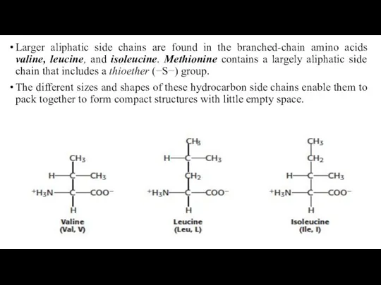 Larger aliphatic side chains are found in the branched-chain amino acids valine,