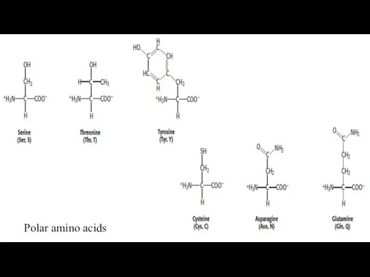 Polar amino acids