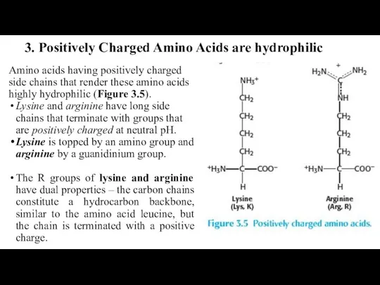 3. Positively Charged Amino Acids are hydrophilic Amino acids having positively charged