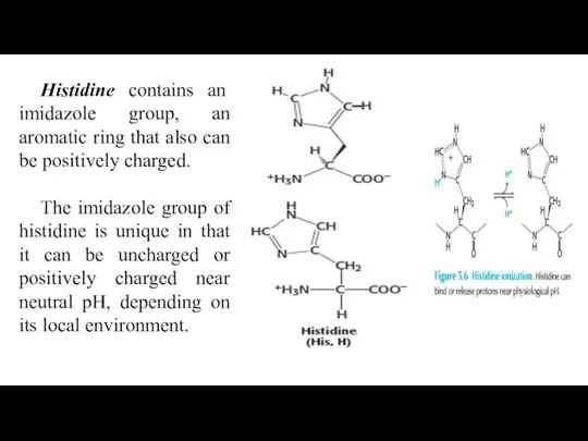 Histidine contains an imidazole group, an aromatic ring that also can be