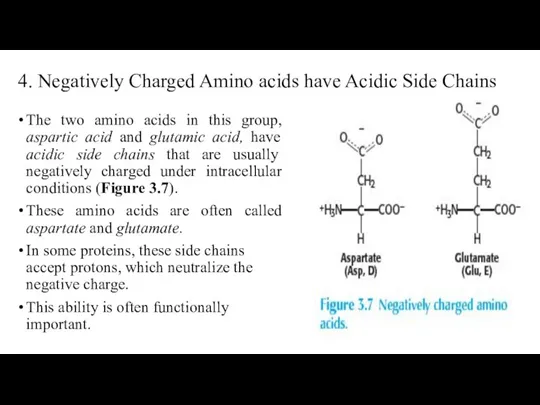 4. Negatively Charged Amino acids have Acidic Side Chains The two amino