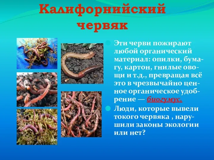Калифорнийский червяк Эти черви пожирают любой органический материал: опилки, бума-гу, картон, гнилые