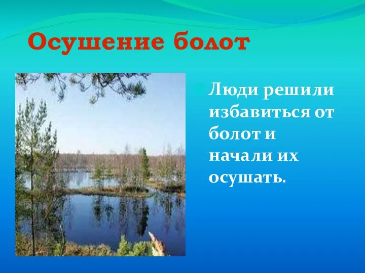 Осушение болот Люди решили избавиться от болот и начали их осушать.