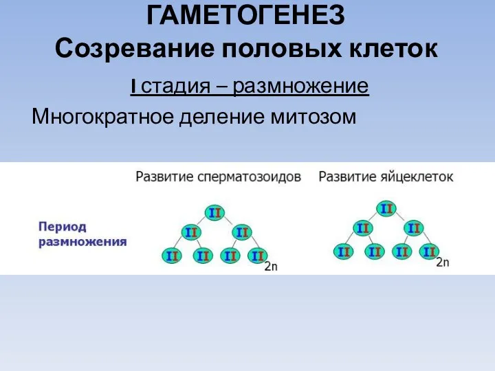 ГАМЕТОГЕНЕЗ Созревание половых клеток I стадия – размножение Многократное деление митозом