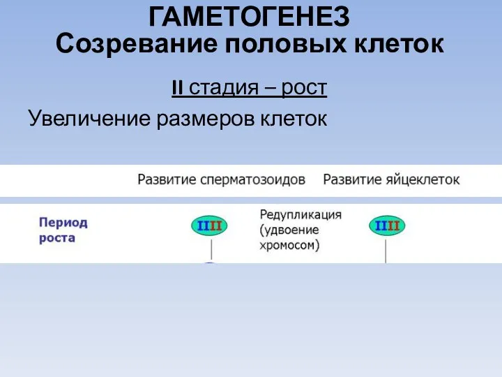 II стадия – рост Увеличение размеров клеток ГАМЕТОГЕНЕЗ Созревание половых клеток