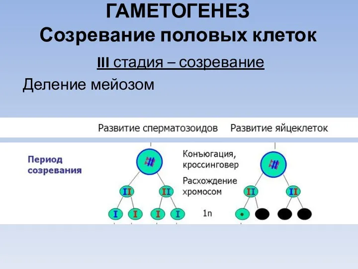 III стадия – созревание Деление мейозом ГАМЕТОГЕНЕЗ Созревание половых клеток