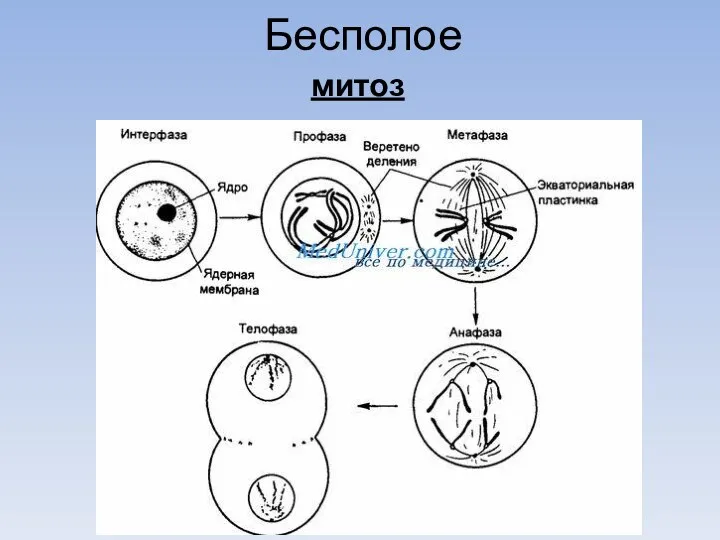 Бесполое митоз