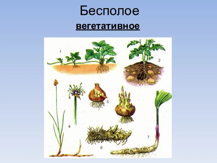 Бесполое вегетативное