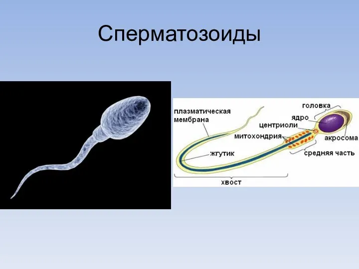 Сперматозоиды