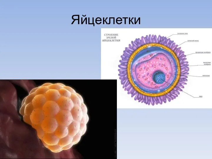 Яйцеклетки