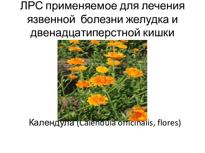 ЛРС применяемое для лечения язвенной болезни желудка и двенадцатиперстной кишки Календула (Calendula officinalis, flores)