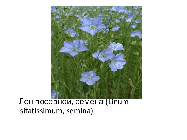 Лен посевной, семена (Linum isitatissimum, semina)