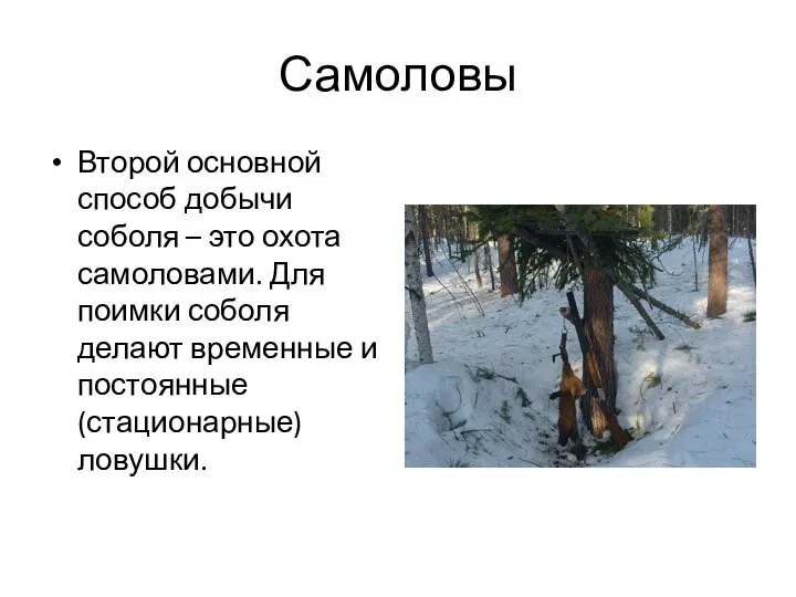 Самоловы Второй основной способ добычи соболя – это охота самоловами. Для поимки