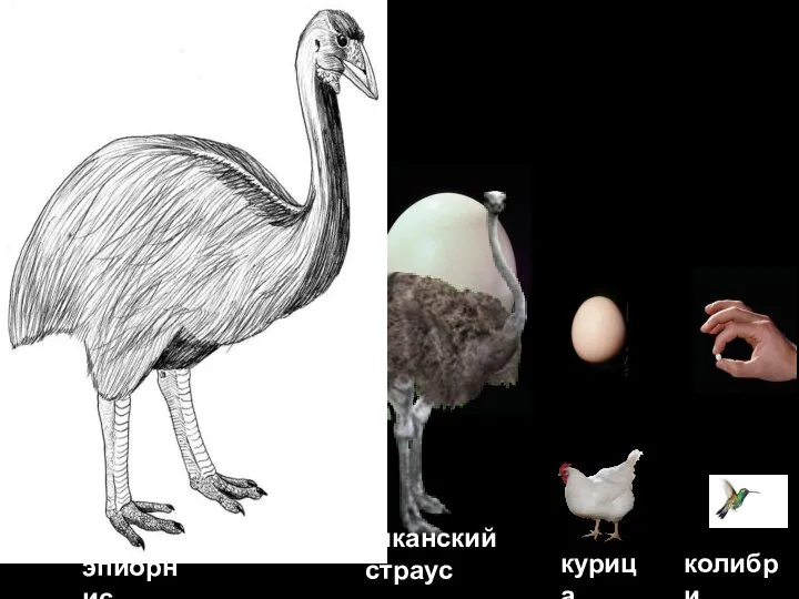 африканский страус эпиорнис курица колибри