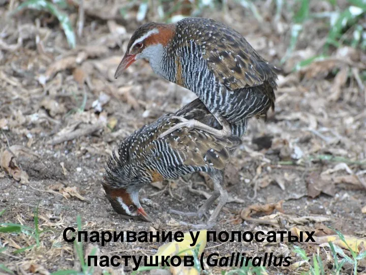 Спаривание у полосатых пастушков (Gallirallus philippensis)