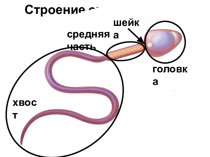 Строение сперматозоида головка шейка средняя часть хвост